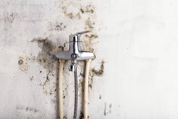 Best White Mold Remediation in Middleburg, FL