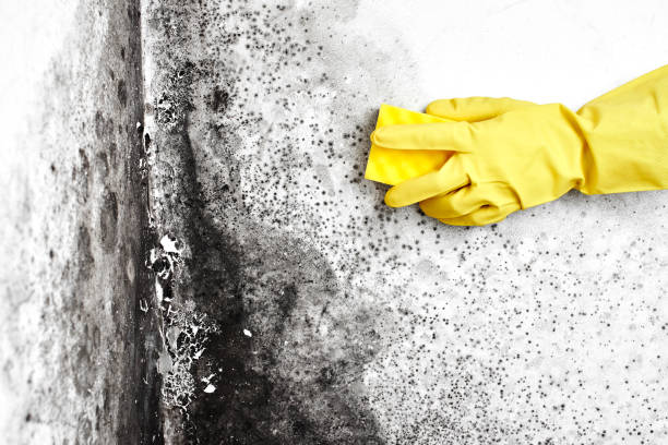 Best Industrial Mold Remediation in Middleburg, FL