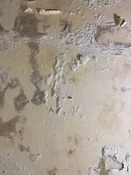 Best Industrial Mold Remediation in Middleburg, FL