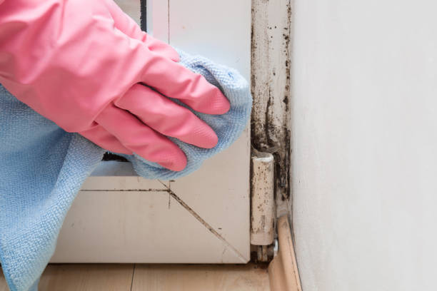 Best White Mold Remediation in Middleburg, FL